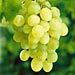 Mojita Wineyard Winetasting