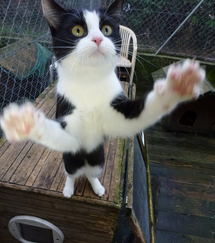 Volunteer at SOS Chats Cat shelter