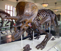 Natural History Museum sunday Picture
