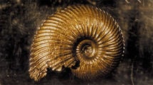Fossil collecting in Liesberg