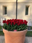Walk: Tulips - Morges, A.Hepburn visit, Morges-Lausanne Photo