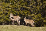 Hiking the Creux du Van/ Grand Canyon of Val-de-Travers Photo