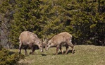 Hiking the Creux du Van/ Grand Canyon of Val-de-Travers Photo