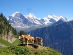 Hike: Schynige Platte & the quest for the yodeling cow Photo