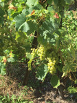 Vineyards of Mont sur Rolle Photo