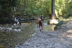 Hiking with dogs -September Edition - Peney-Dessous, GE Photo