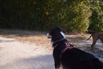 Hiking with dogs -September Edition - Peney-Dessous, GE Photo