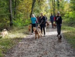 Hiking with Dogs - October Edition - Jussy, GE Photo