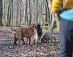 Hiking with dogs -February Edition - Peney-Dessous, GE Photo