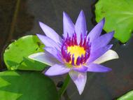 Amrita Yoga  Picture