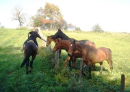 Elevage de Marly Picture
