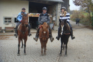 Pony Camp at Elevage de Marly Picture