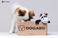 Dogabo.ch Picture