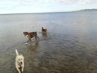 Angela's Dog Walking and Pet Sitting Service Picture