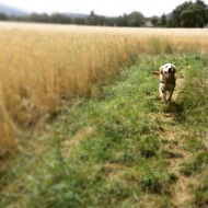 Mila's dog walking Picture