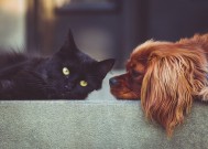 MrsPaw ... Katzenbetreuung-Katzensitting Service der berührt ! Zürich, Zurich  Picture