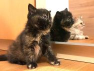 Scottish straight chatons Picture