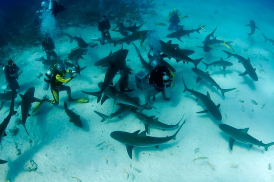 Geneva Scuba Diving Group Picture