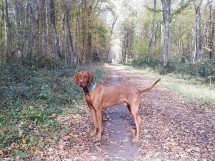 Hiking with Dogs - September Edition - Versoix, GE Picture