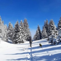 Hiking with Dogs - February Edition - Gimel, Vaud Picture