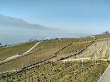 Walk in the sunny Lavaux vineyards Picture