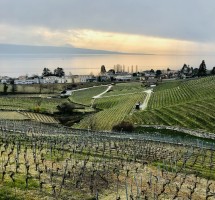 Lausanne Eezywalkers in the Vineyards Picture