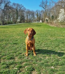 Geneva Hiking with Dogs - May Edition- Bois de la Bâtie Picture