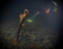 Geneva Scuba Group Dive No.881 Picture