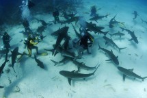 Geneva Scuba Group dive no. 890 Picture