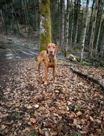 Geneva hiking with dogs -May Edition -Versoix Picture