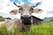 1,200 cows reach Switzerland’s largest alpine pasture .