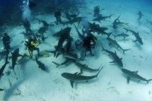 Geneva Scuba Group dive no. 1038