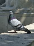 Launching a pigeon advocacy group & apero, in French