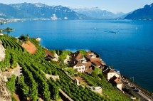 Walk through the UNESCO Lavaux vineyards & wine tasting Picture